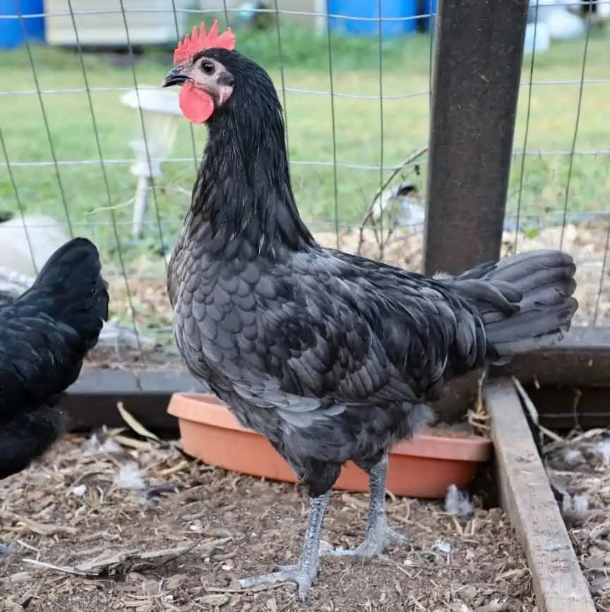 A blue Isbar hen in a chicken coop.