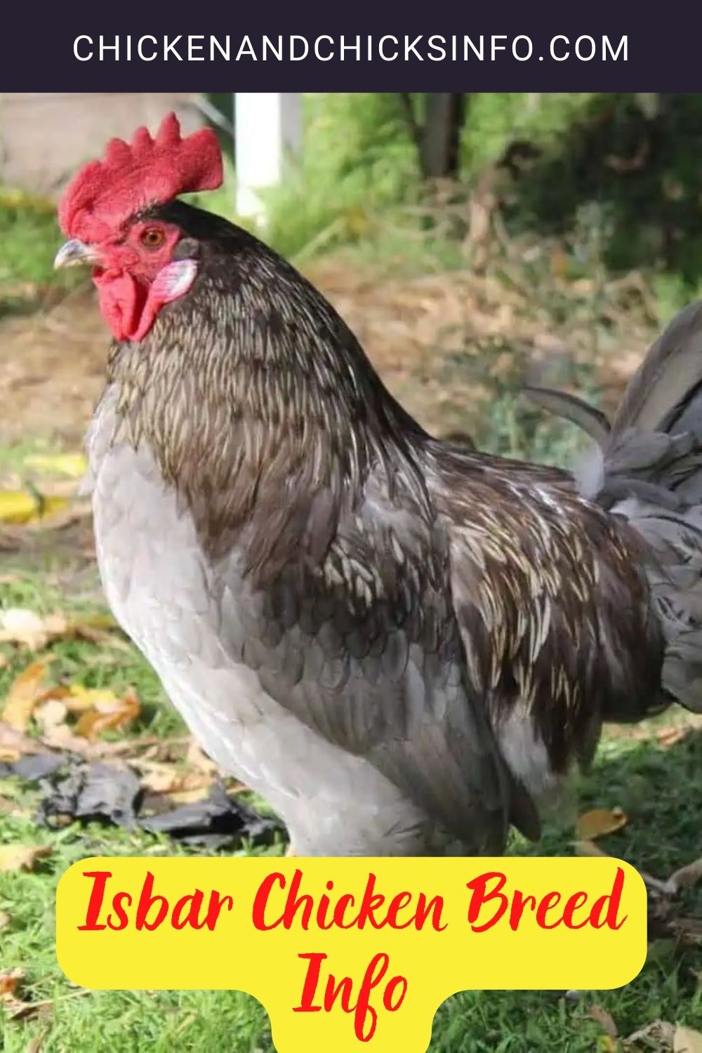 Isbar Chicken Breed Info pinterest image.