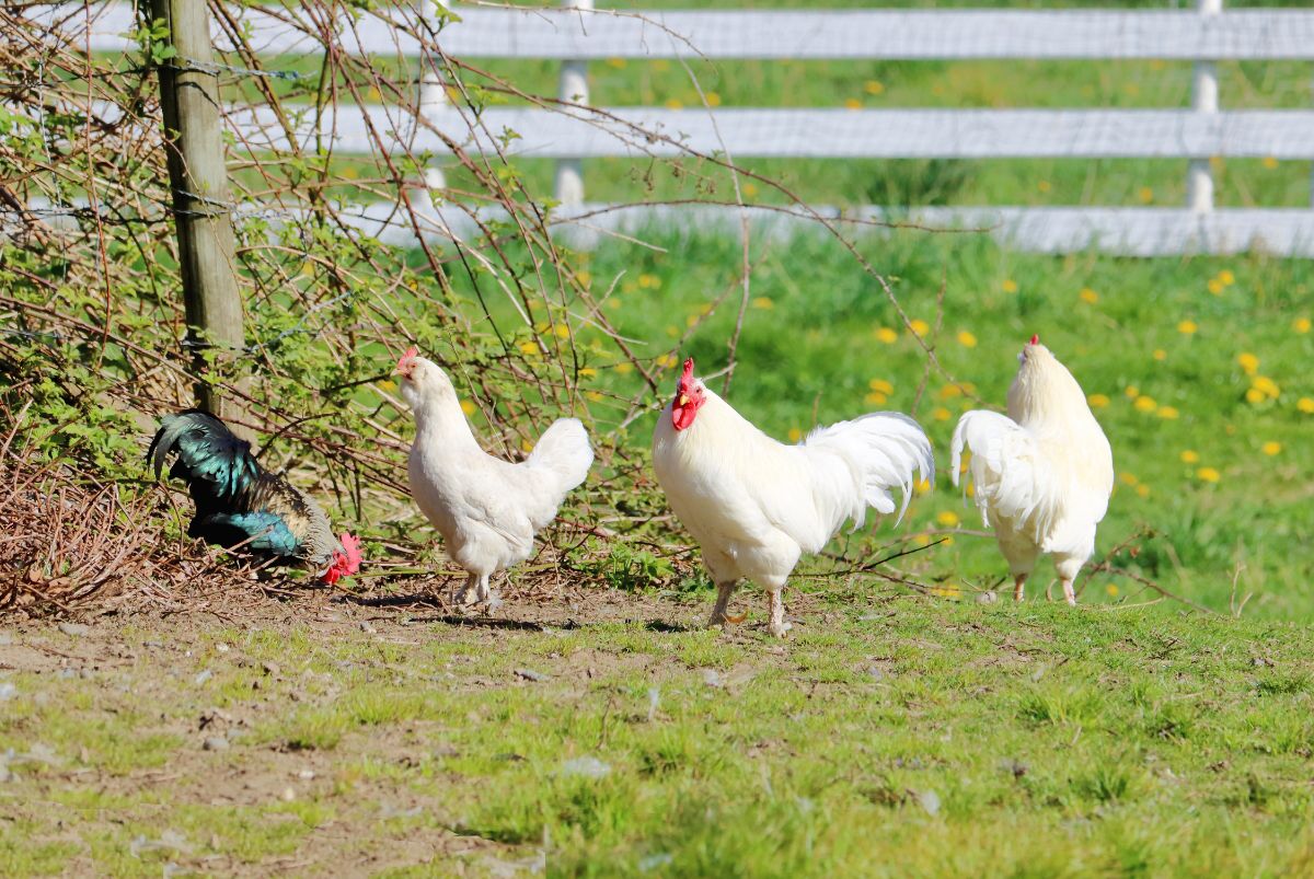 Two Ixworth roosters and an Ixworth hen with another type of rooster in a backyard.