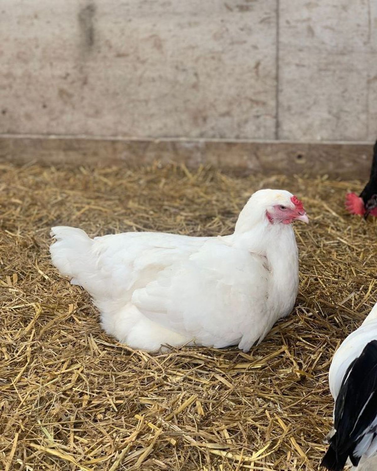 A broody white Ixworth chicken on a straw.