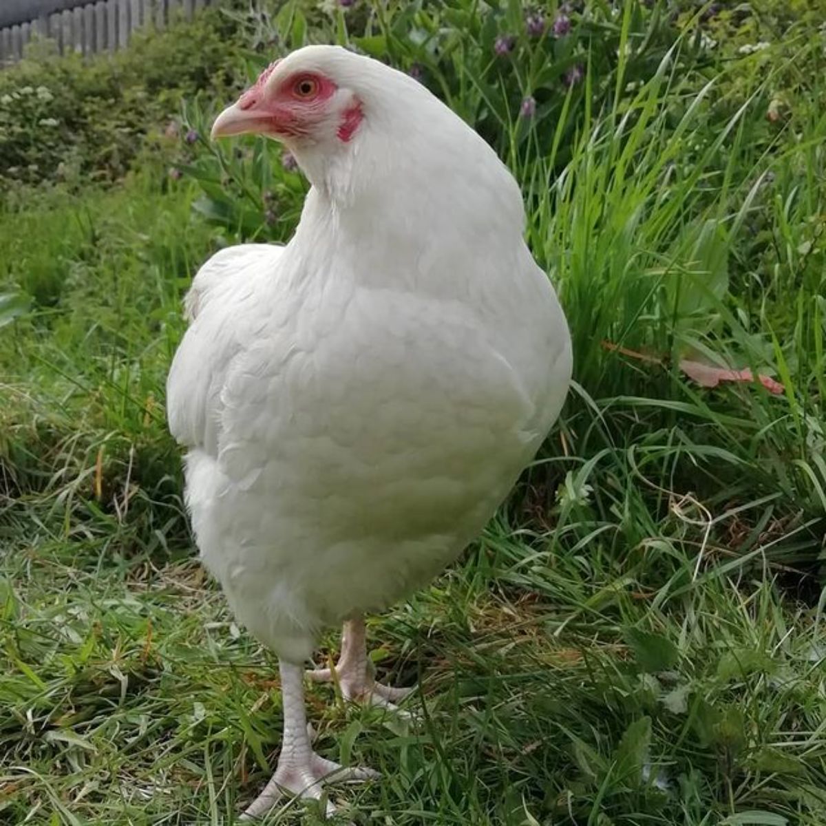 An adorable Ixworth chicken in a backyard pasture.