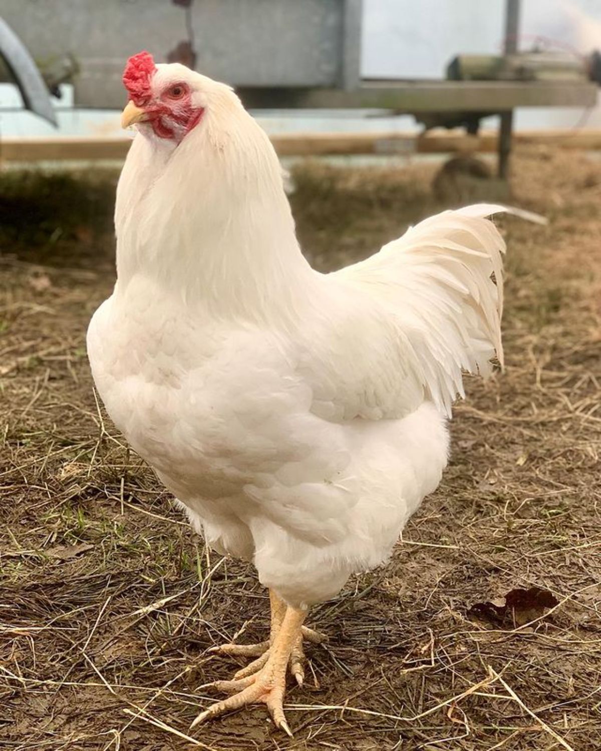 A big tall Ixworth rooster in a backyard.