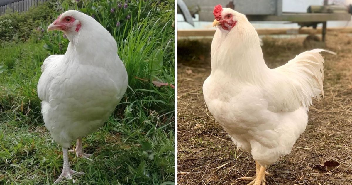 Ixworth Chicken Breed Info - Chicken & Chicks Info