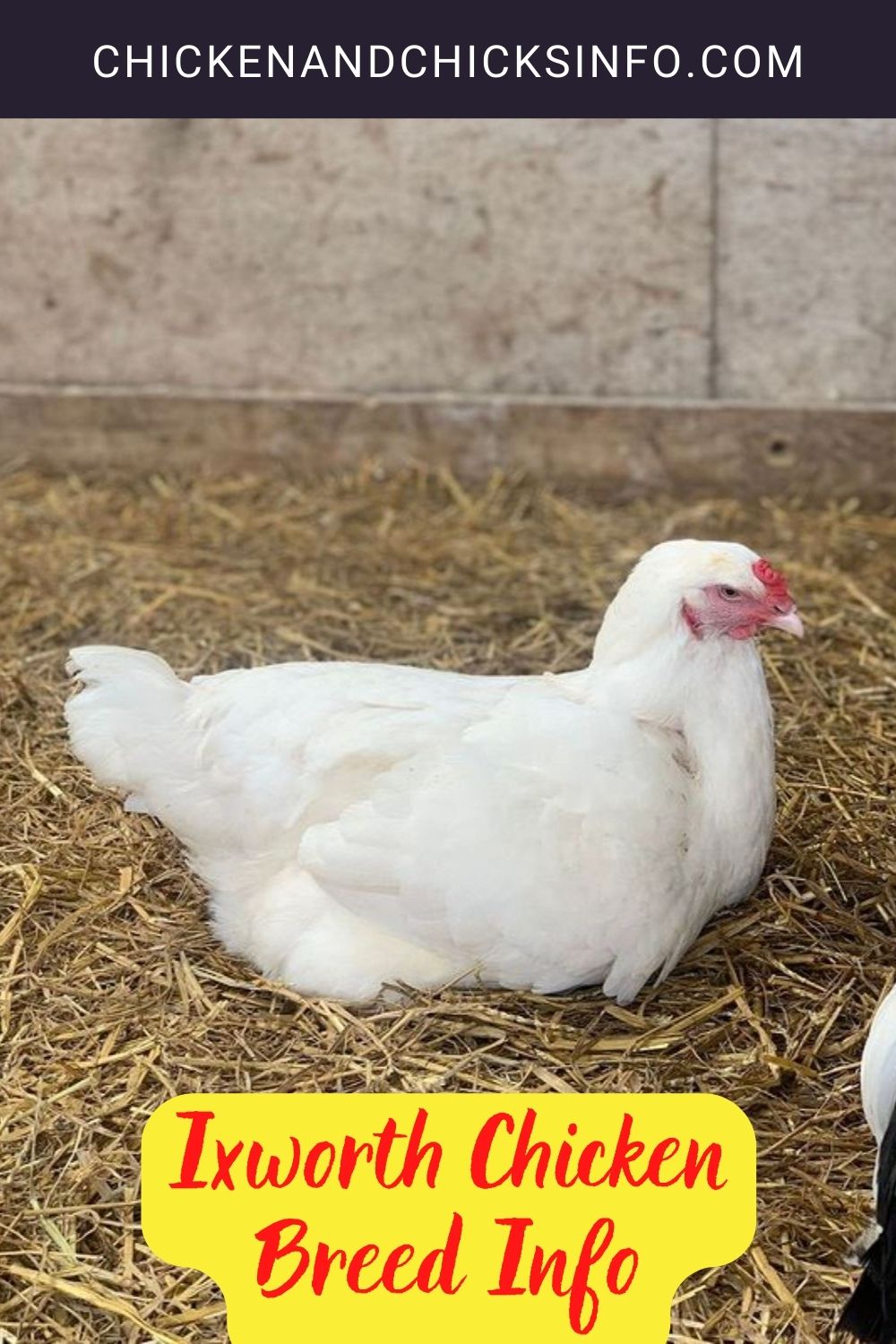 Ixworth Chicken Breed Info pinterest image.