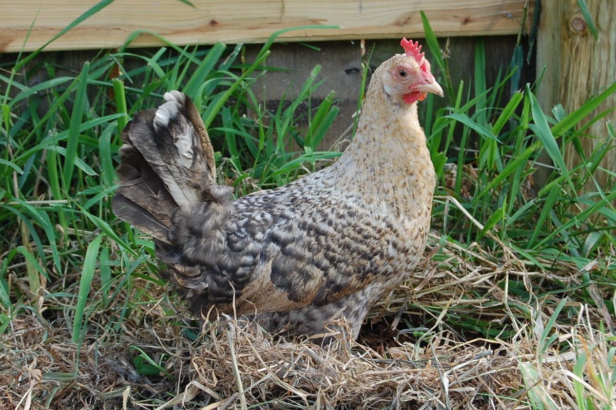 An adorable Jaerhon Chicken in a backyard near a wooden fence.