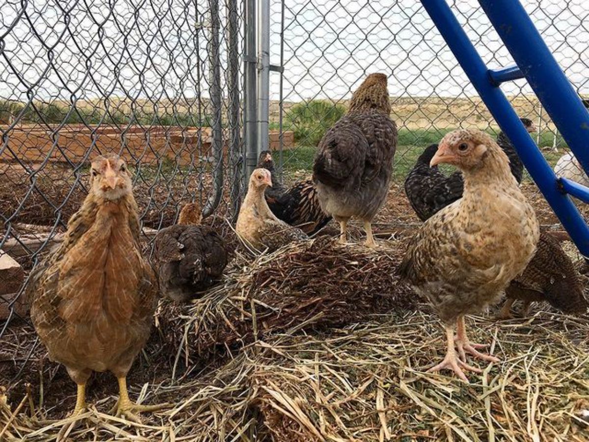 Young Jaerhon Chickens in a backyard near a metal fence.