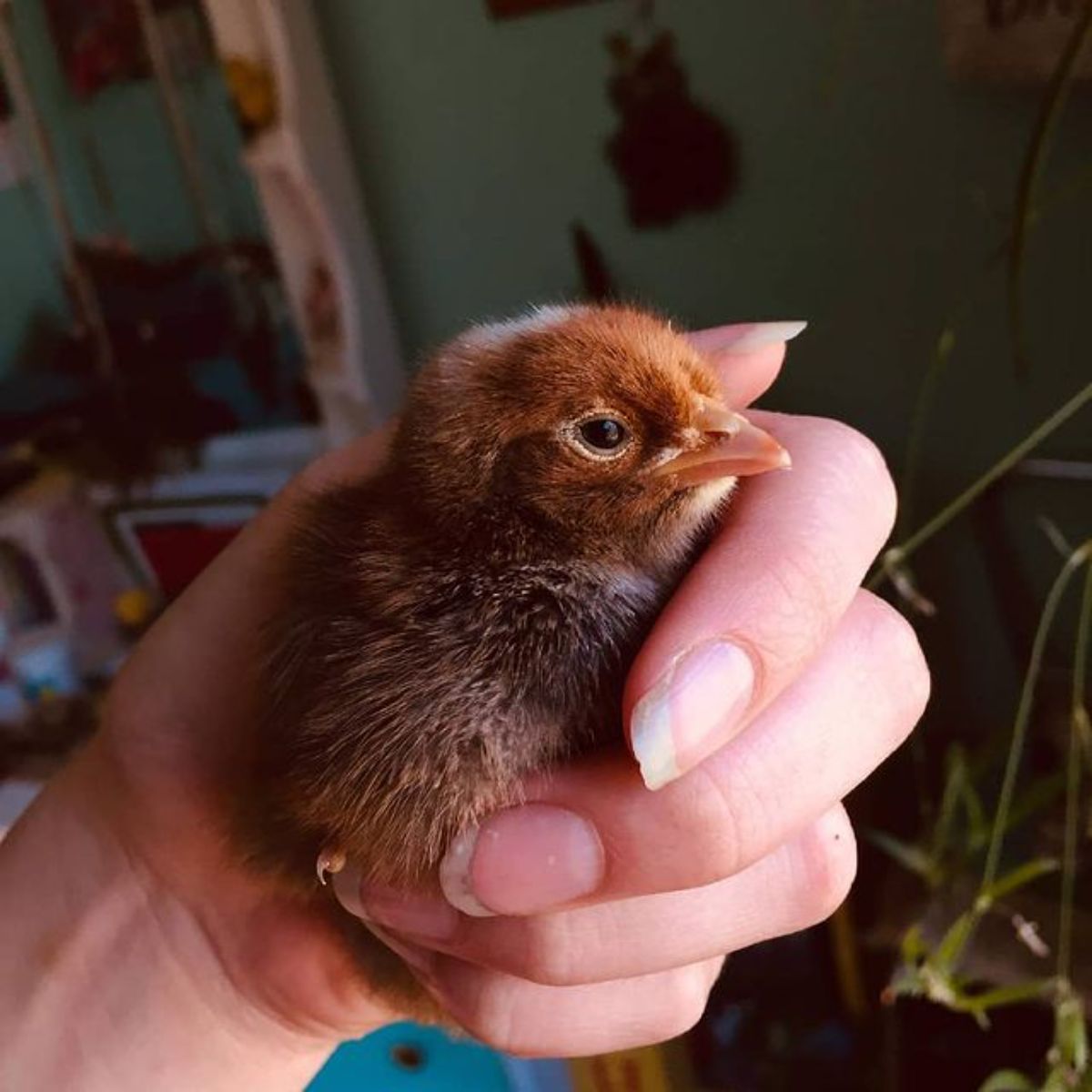 A hand holding a cute Jaerhon Chick.