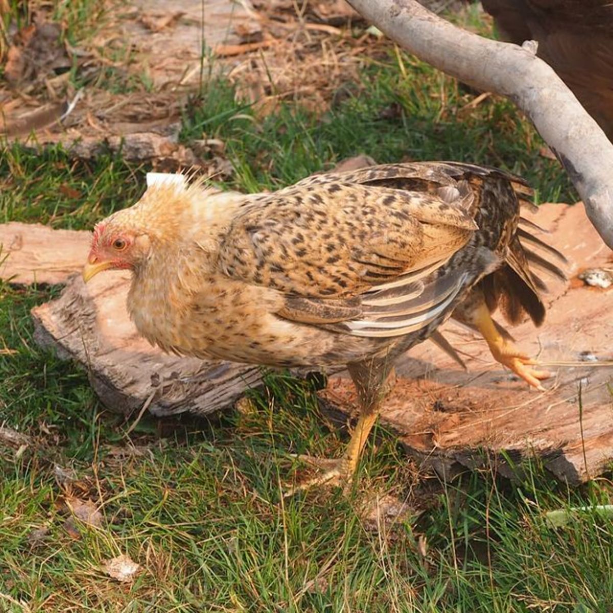 A Jaerhon Chicken walking in a backyard.
