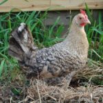 An adorable Jaerhon Chicken in a backyard near a wooden fence.