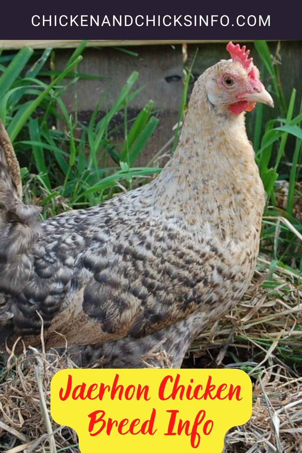 Jaerhon Chicken Breed Info pinterest image.