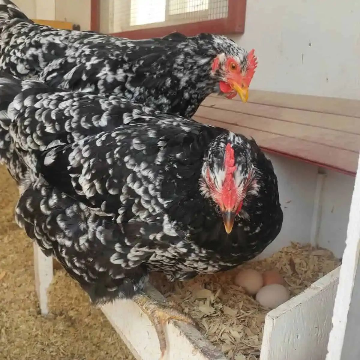 Two mottled Java Chickens in a chicken coop.