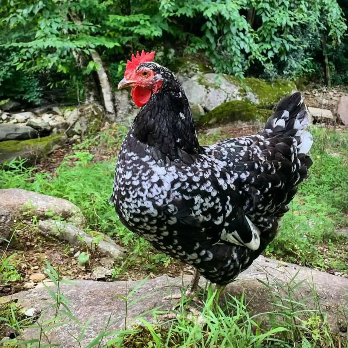 A beautiful mottled Java Chicken in a backyard.