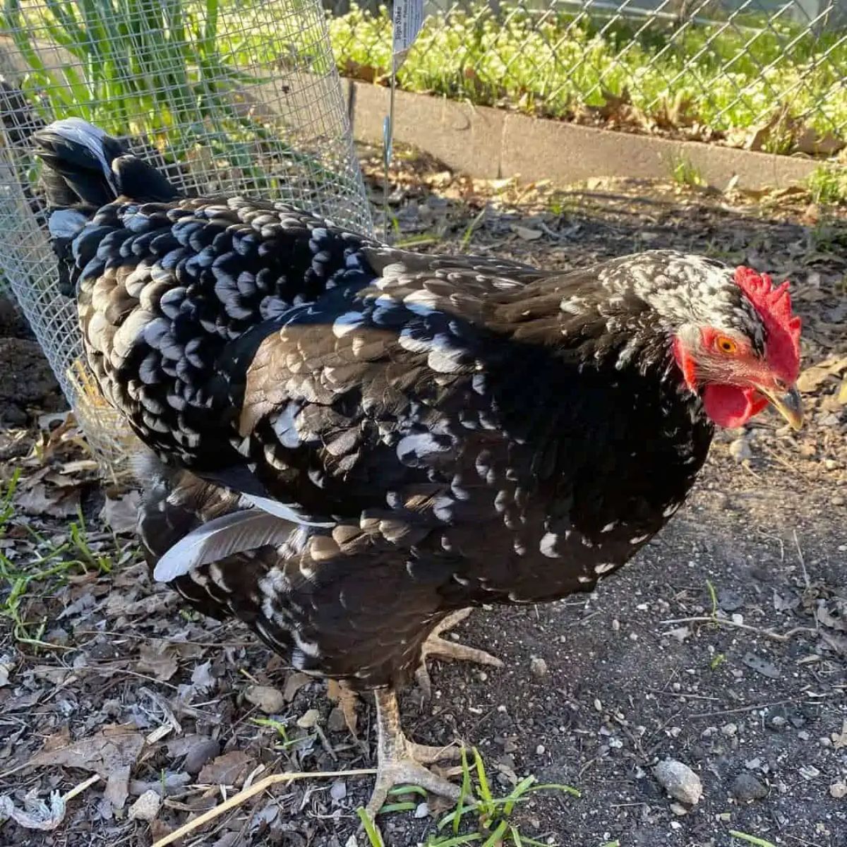 An adorable mottled Java Chicken in a backyard.