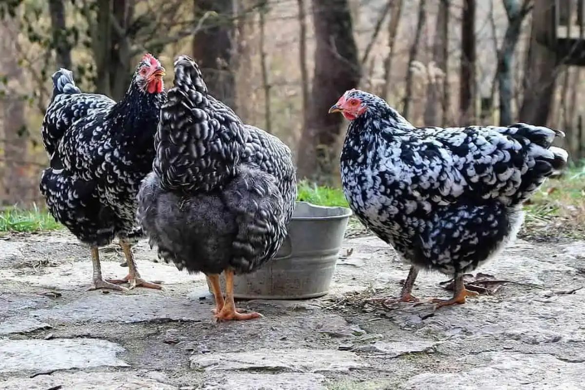 Three beautiful mottled Java Chickens in a backyard.