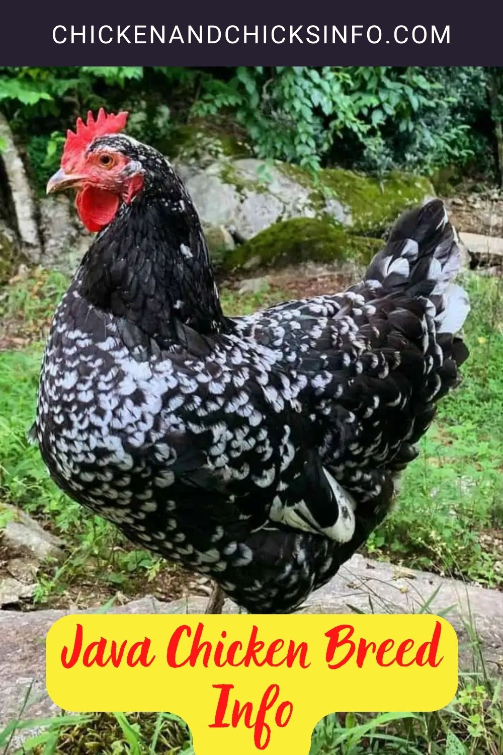 Java Chicken Breed Info pinterest image.