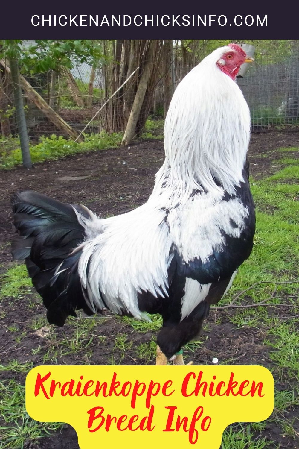 Kraienkoppe Chicken Breed Info pinterest image.
