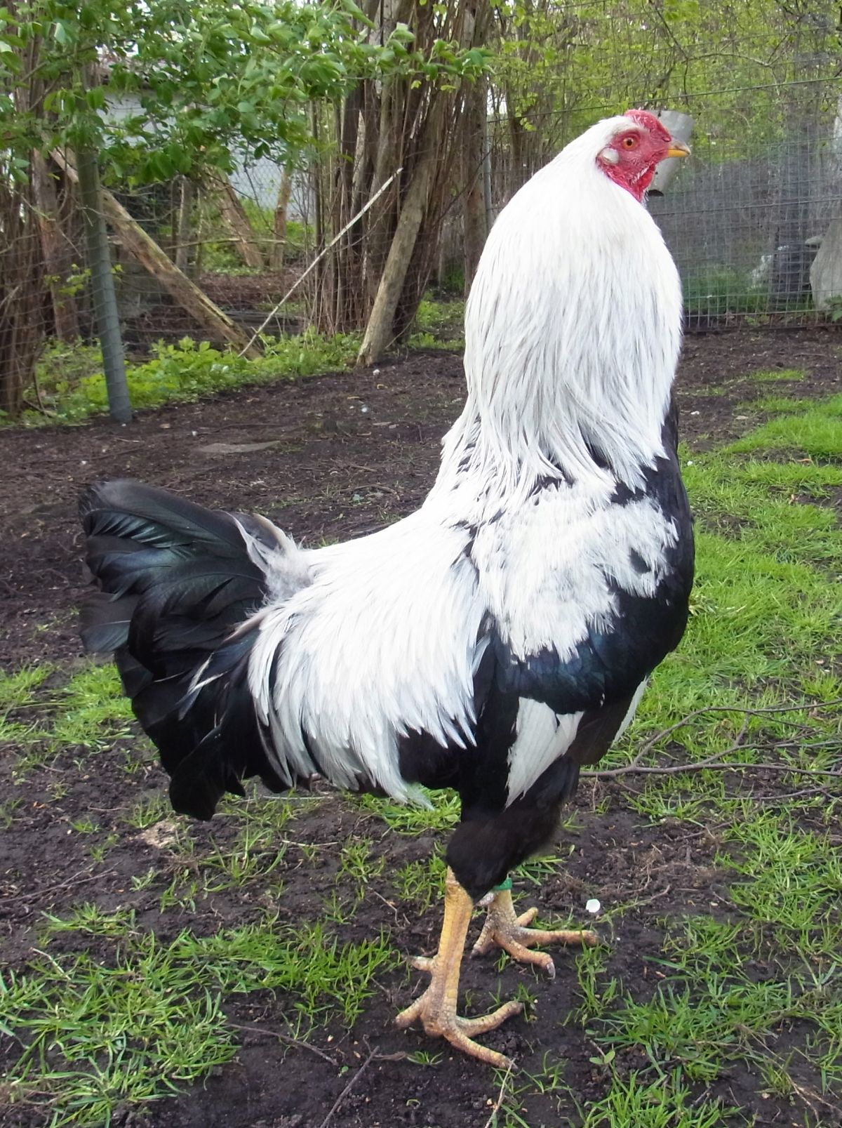 A big beautiful Kraienkoppe rooster in a backyard.