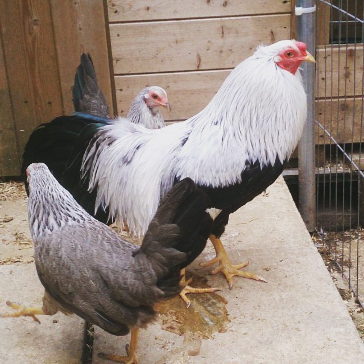 A Kraienkoppe rooster and two Kraienkoppe hens in a chicken coop.