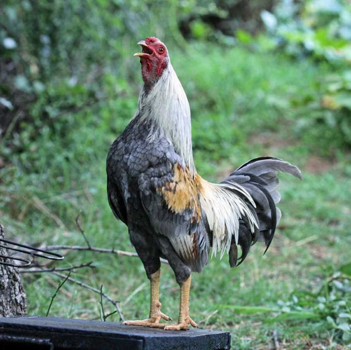 A big crowing Kraienkoppe rooster in a backyard.