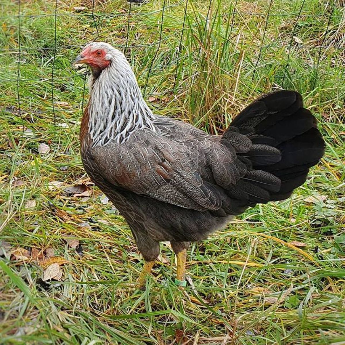 A beautiful Kraienkoppe hen in a backyard.
