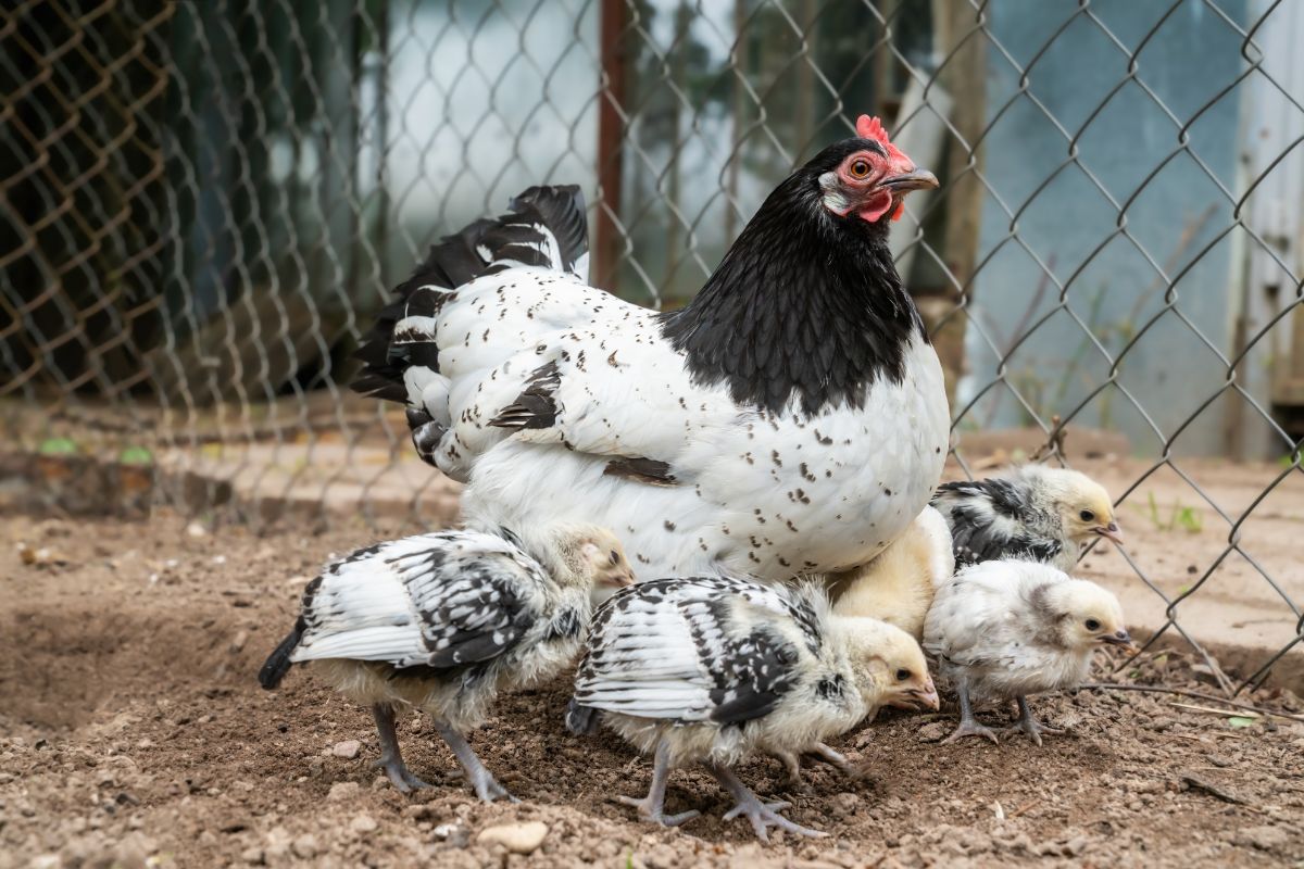A Lakenvelder Chicken with her chicks in a backyard.