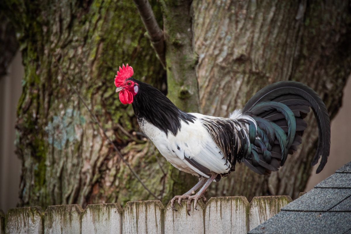 A beautiful Lakenvelder rooster perched on a wooden fence.