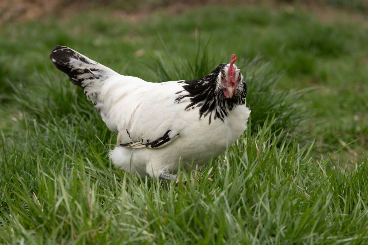 An adorable Lakenvelder Chicken in a green pasture.