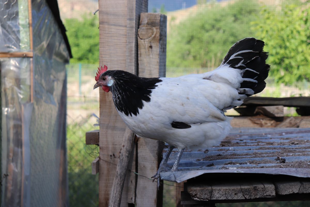 An adorable Lakenvelder Chicken standing on a metal sheet.