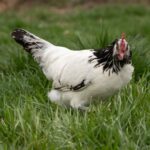 An adorable Lakenvelder Chicken in a green pasture.