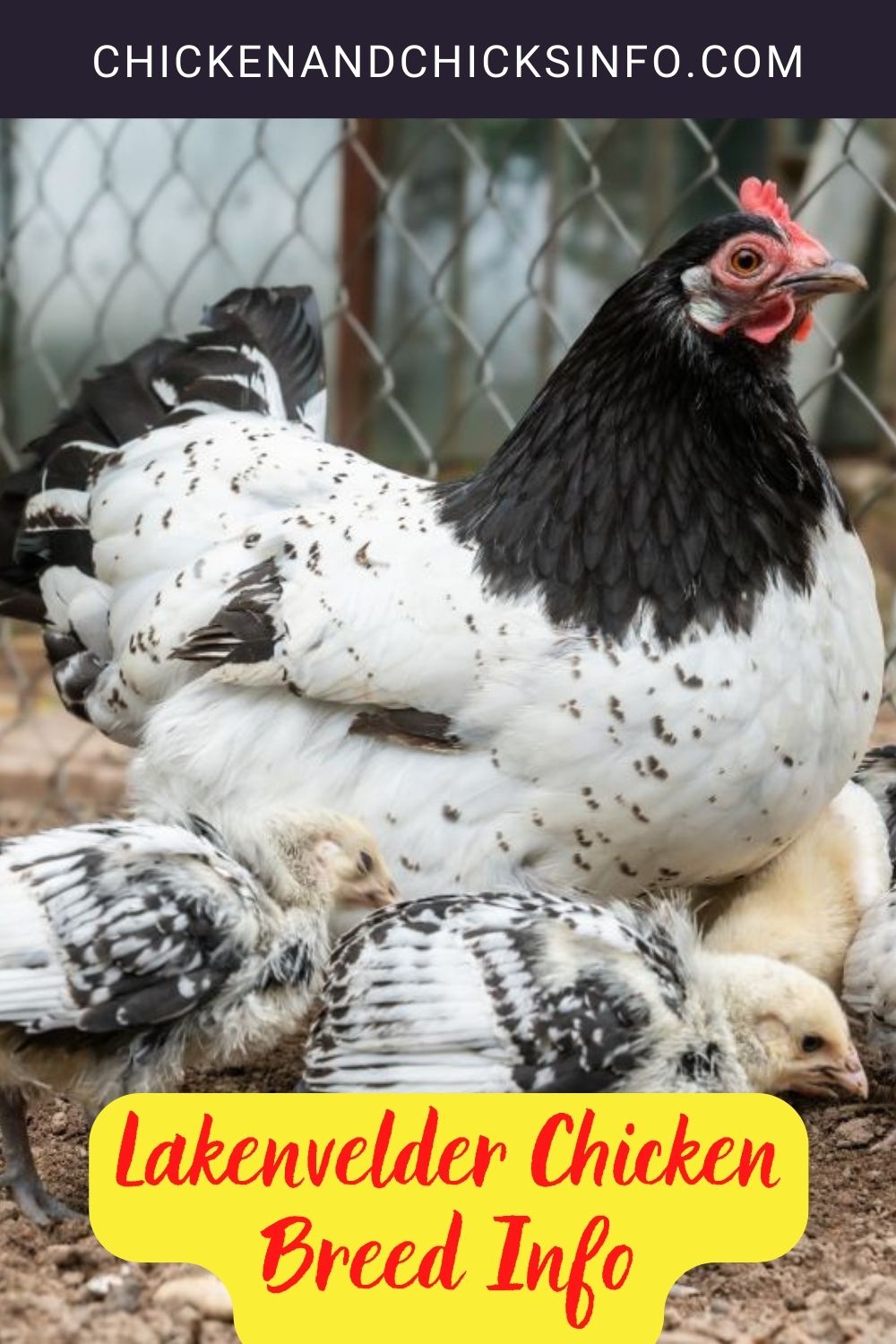 Lakenvelder Chicken Breed Info pinterest image.