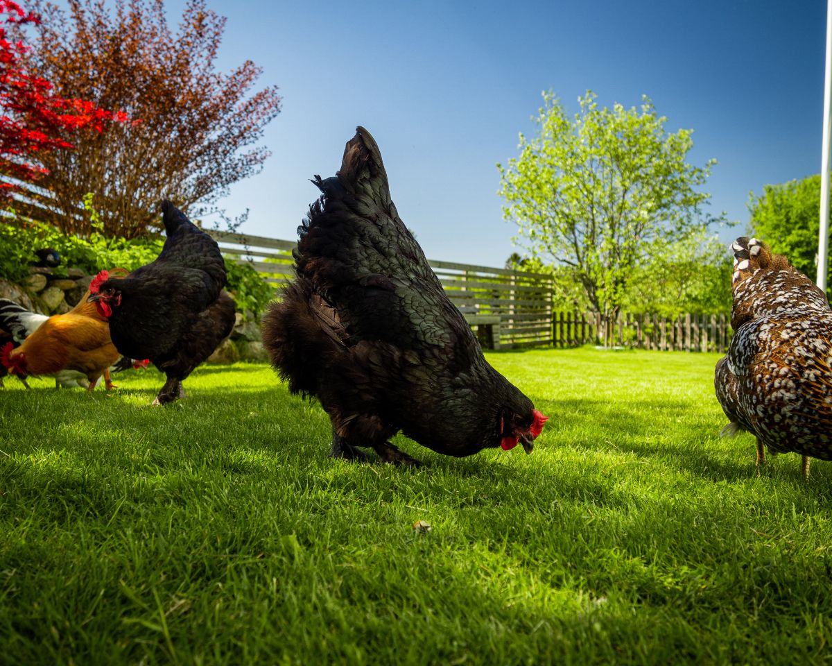 Two Langshan Chickens with other types of hens in a backyard pasture.