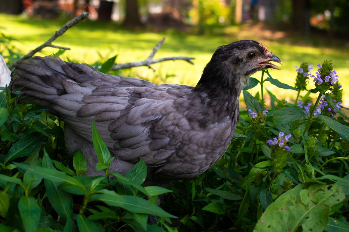 A young Langshan Chicken in an herb garden.