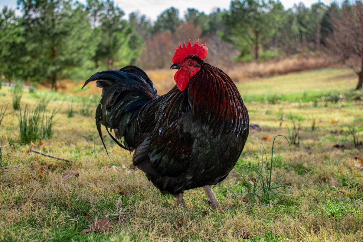 A beautiful Langshan rooster on a pasture.