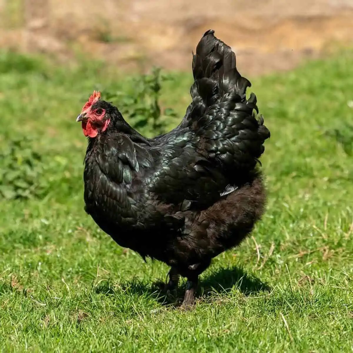 An adorable Langshan Chicken on a green pasture.