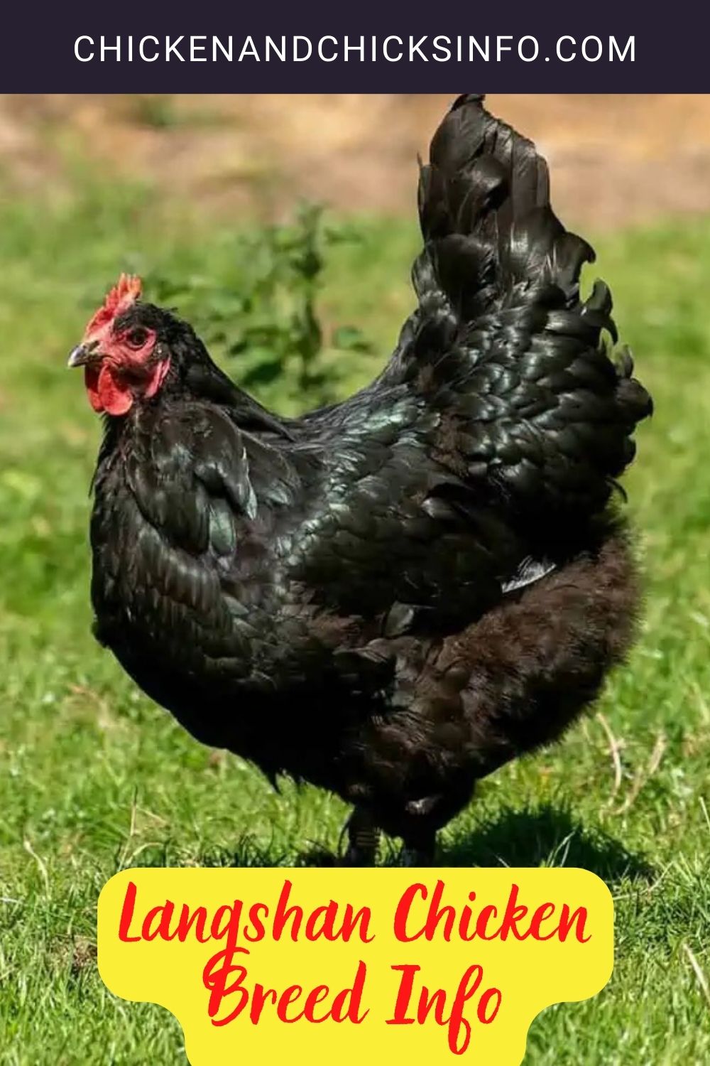 Langshan Chicken Breed Info pinterest image.