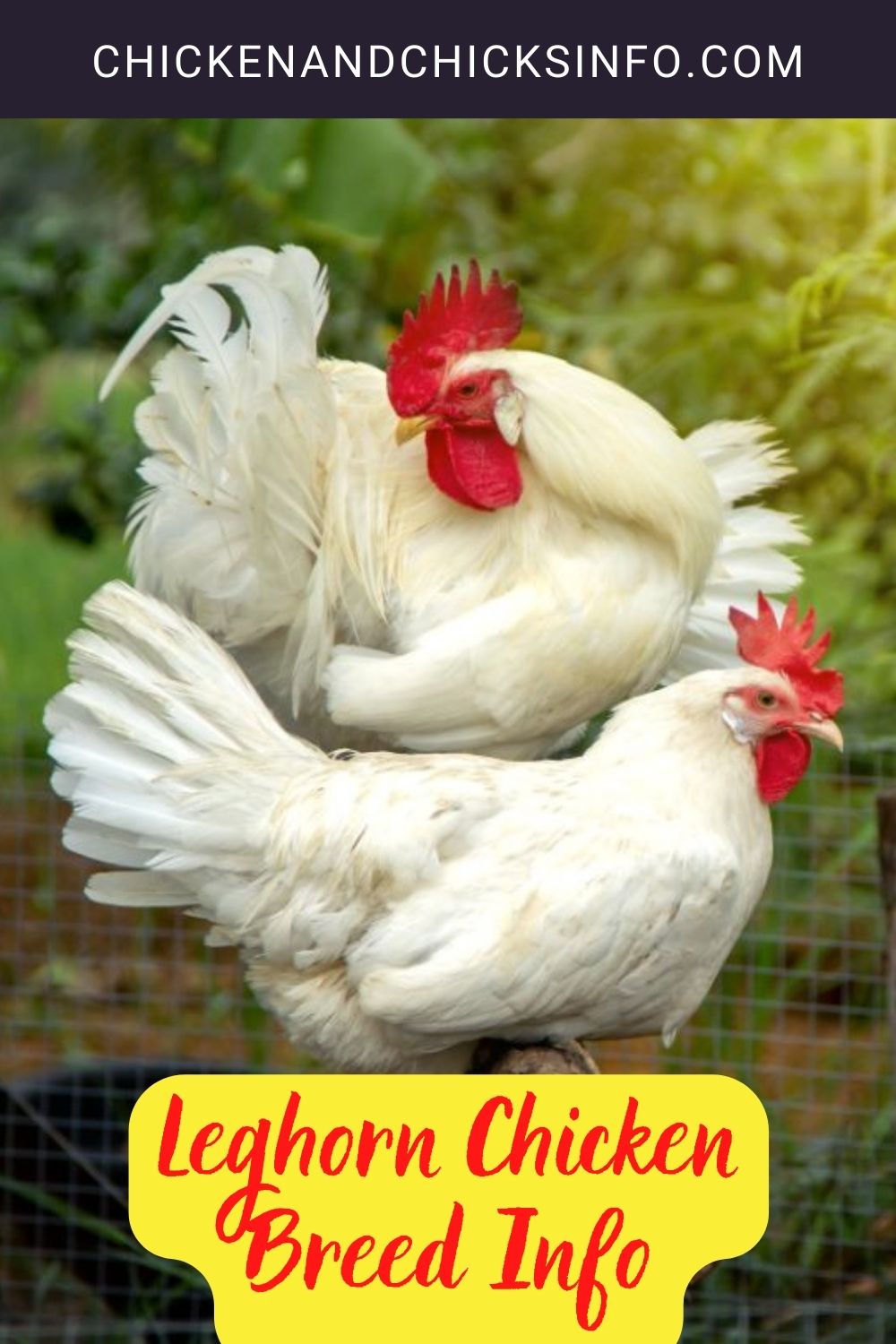 Leghorn Chicken Breed Info Pinterest image.