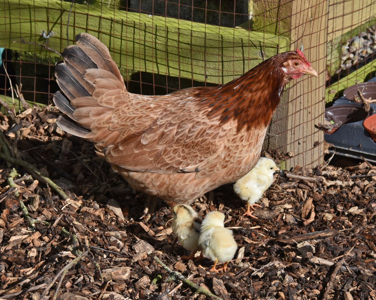 An brown Marsh Daisy chicken with her cute chicks in a backyard.