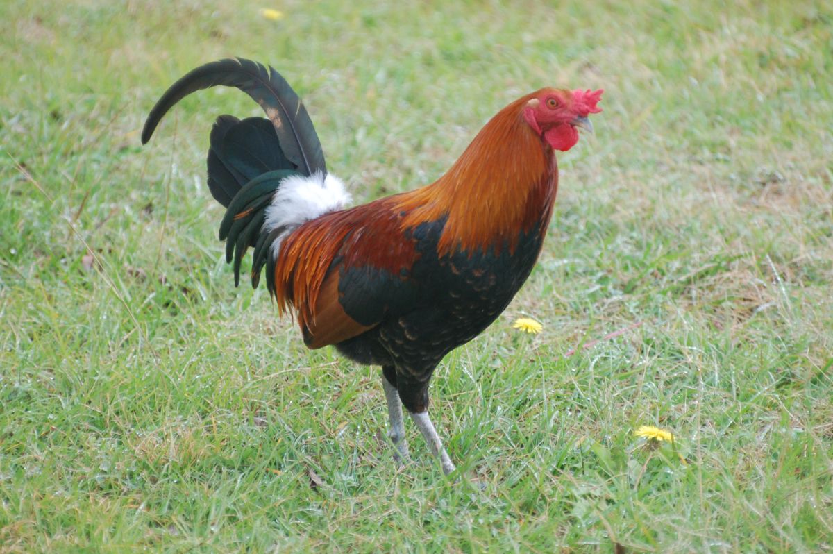 A beauitful colorful Marsh Daisy rooster on a meadow.