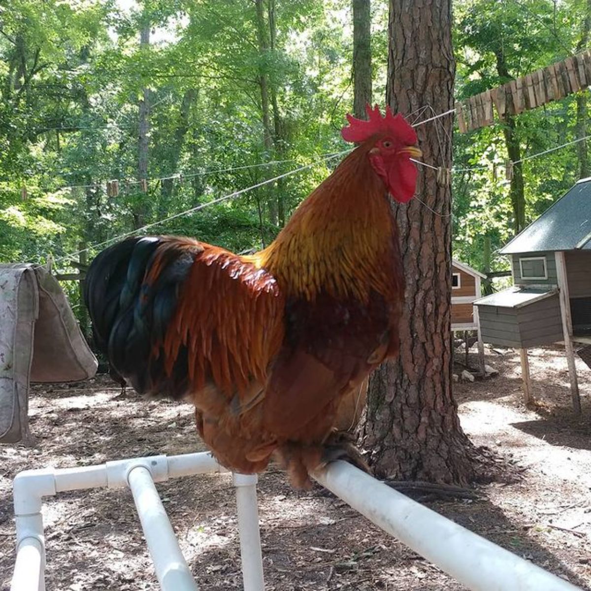 A big Marsh Daisy rooster perched on plastic pipes.