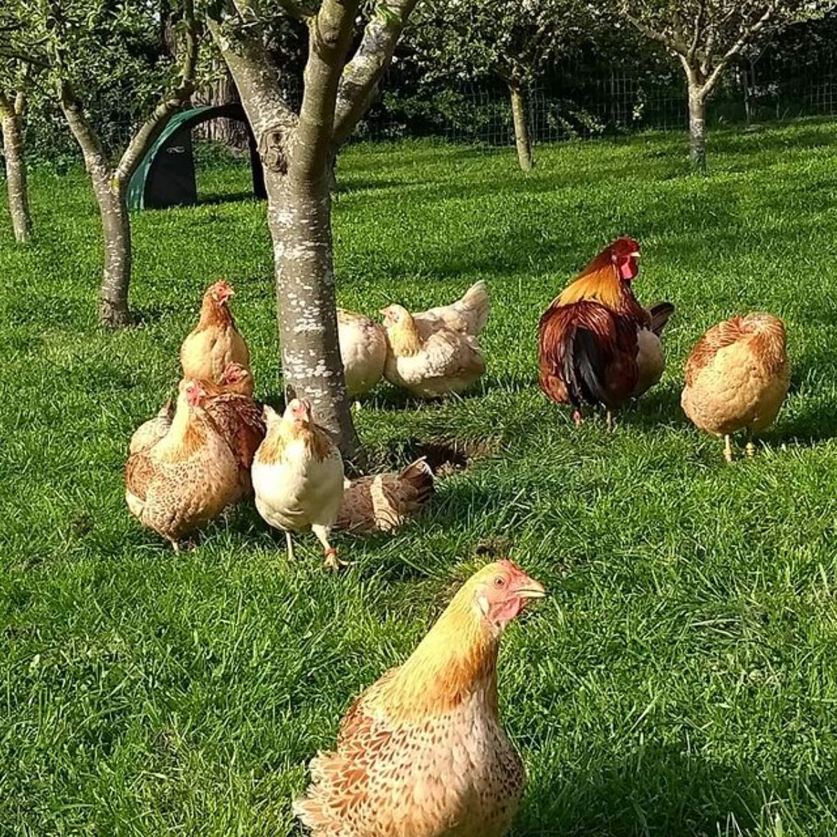 A Marsh Daisy chicken flock in a backyard.