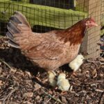 An brown Marsh Daisy chicken with her cute chicks in a backyard.