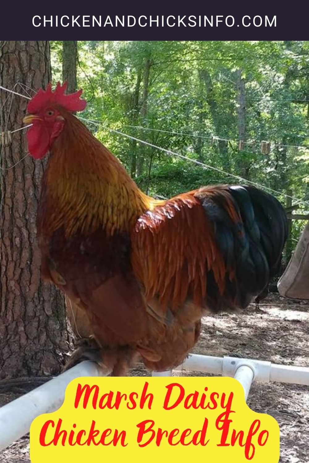 Marsh Daisy Chicken Breed Info pinterest image.