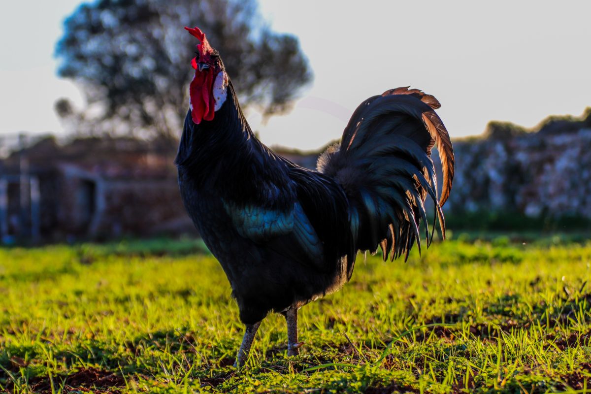 A big Minorca rooster on a green grass on a sunny day.