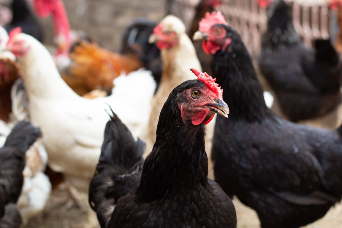 A close-up of a Minorca hen in a chicken flock.