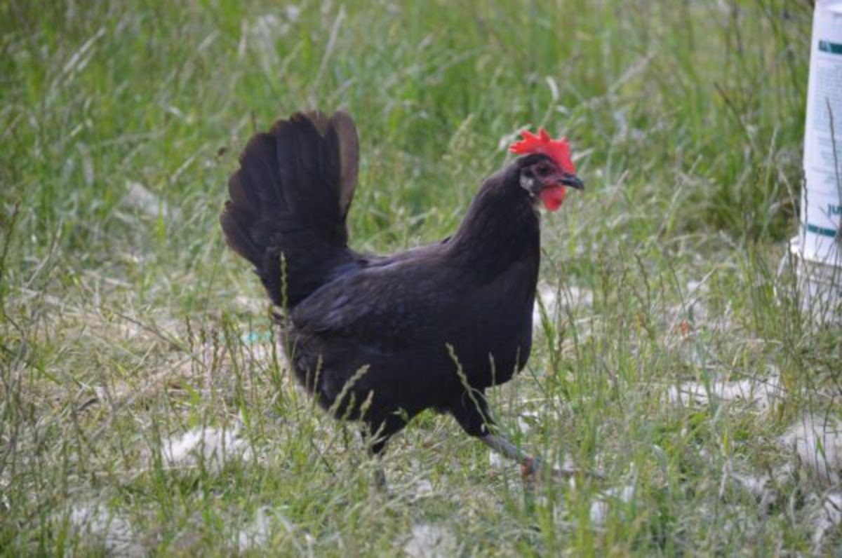 A Minorca hen in a backyard pasture.