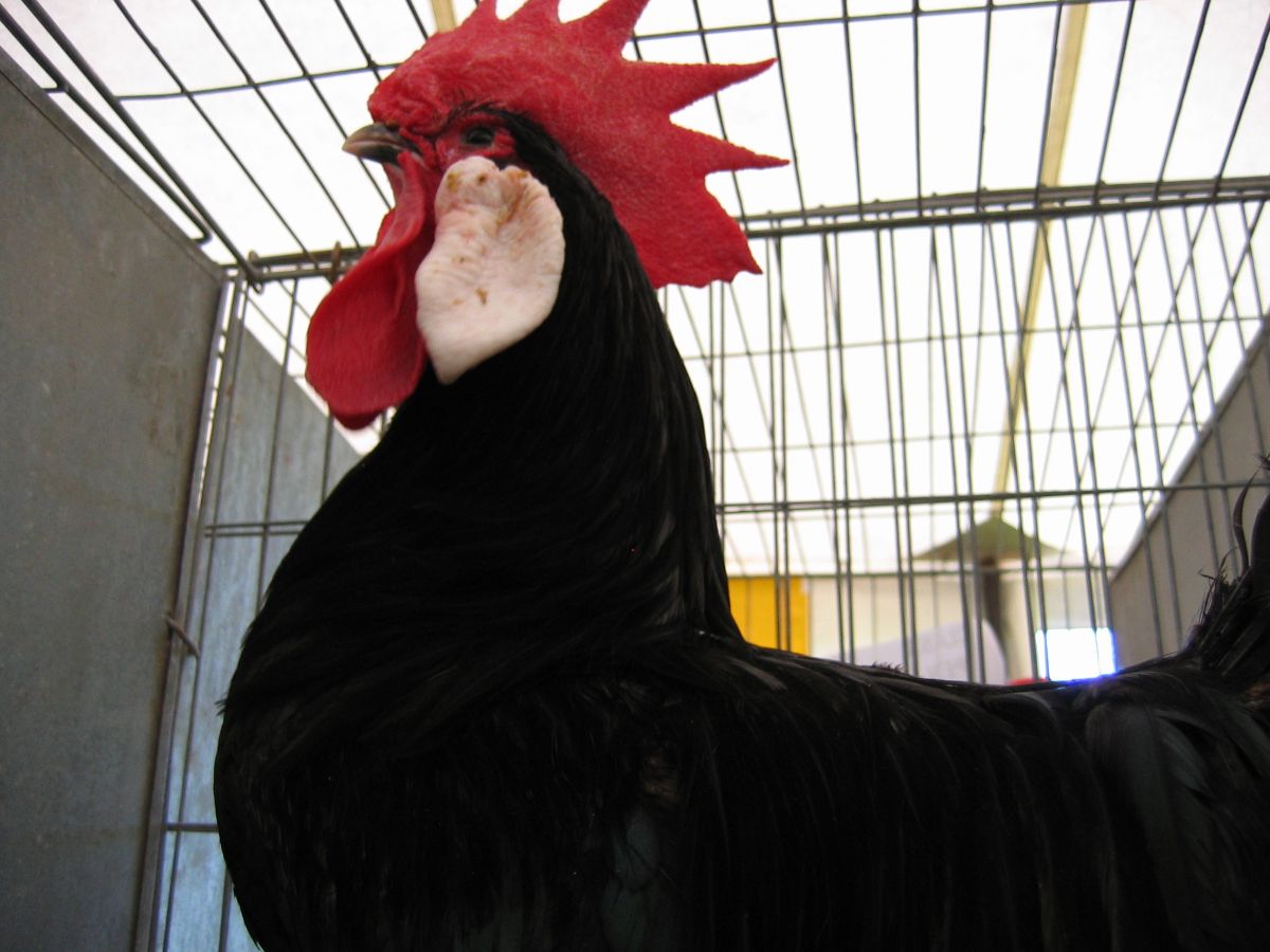 A close-up of a Minorca rooster in a cage.