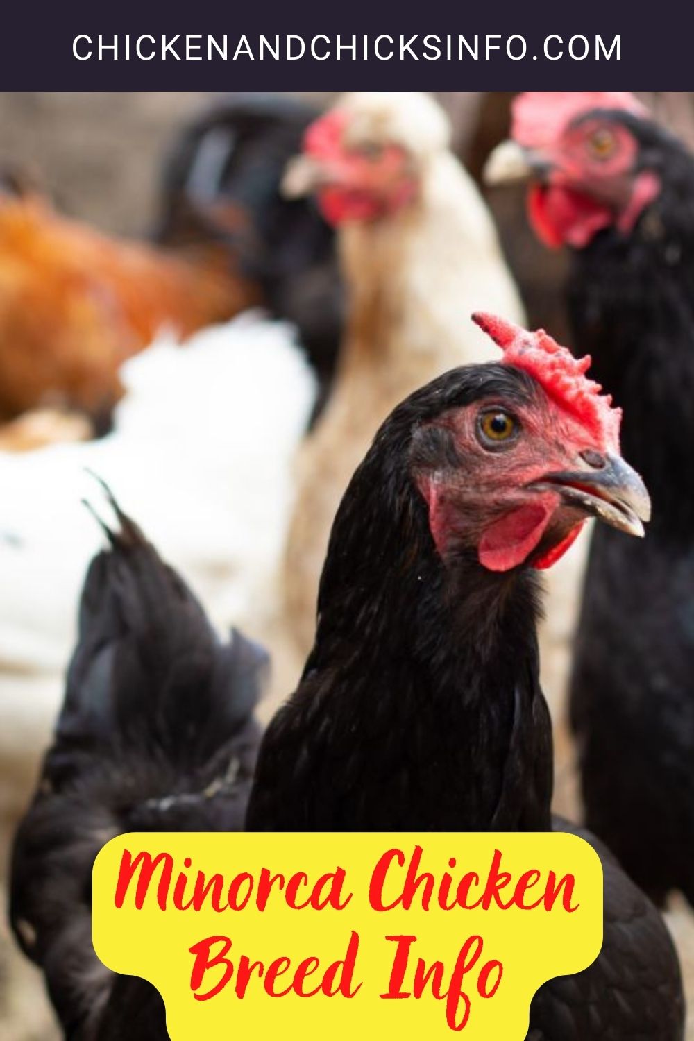 Minorca Chicken Breed Info pinterset image.