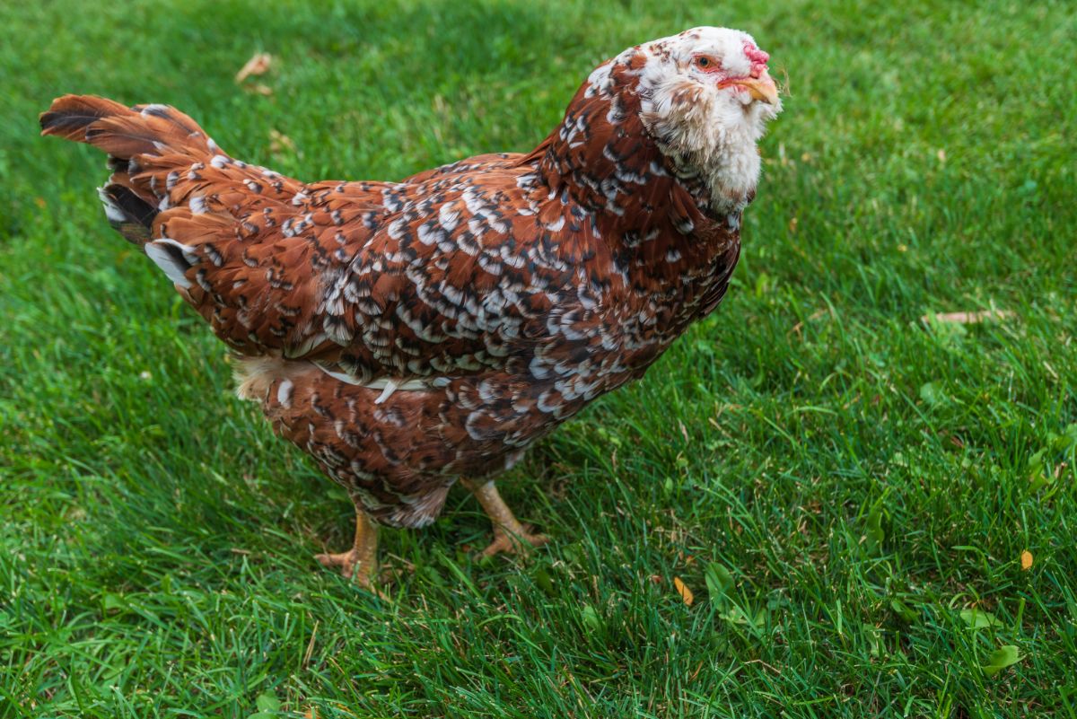 A beautiful Orloff Chicken on a green pasture.