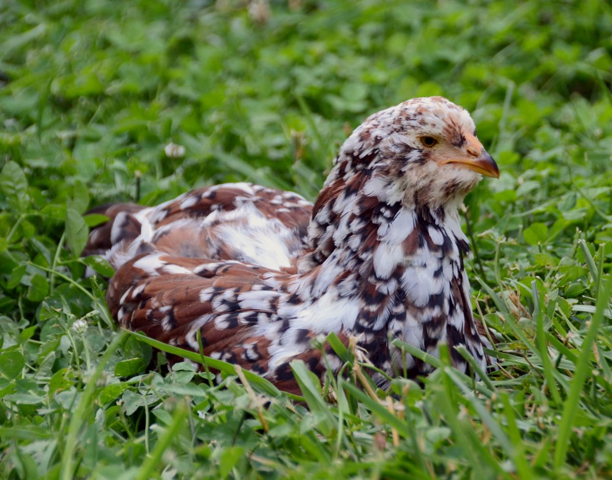 A juvenile Orloff Chicken perched in green grass.