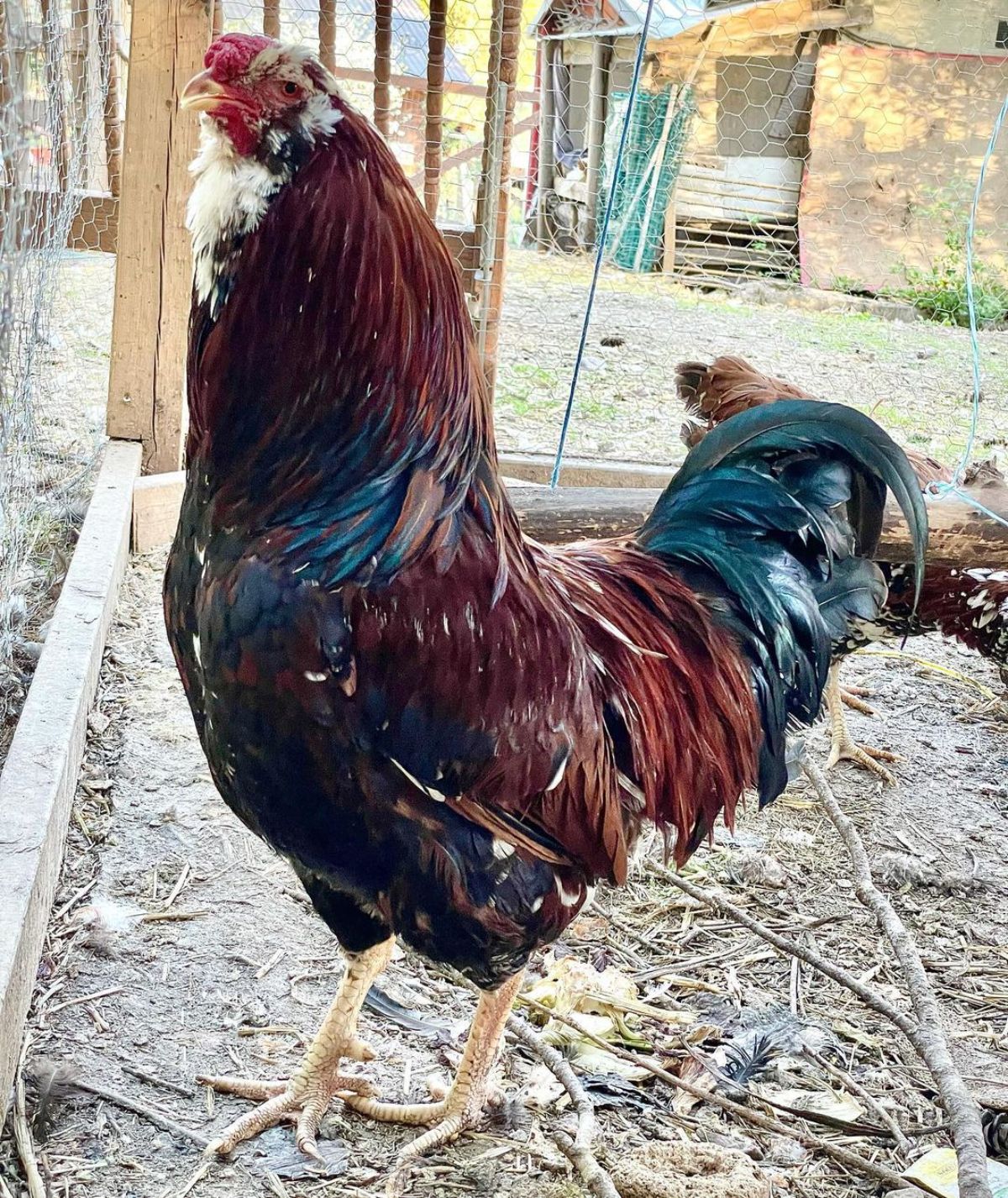 A big tall Orloff rooster in a chicken coop.